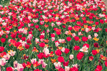 チューリップ畑