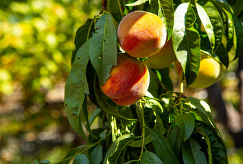 Peaches growing on a tree. Fresh peach tree