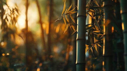 A bamboo grove in the morning light, with slender bamboo stalks and patches of bright green and golden shades