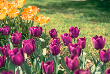 チューリップ畑