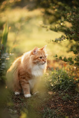 Photo of a beautiful red-haired cat in a summer garden at sunset.