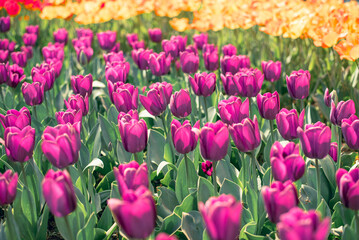 チューリップ畑