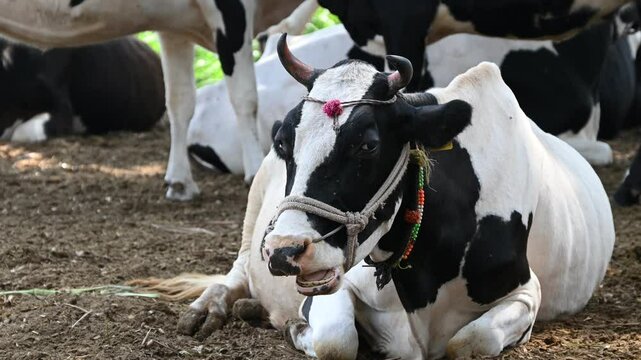 Agro-Industry, Agriculture and Animal Husbandry Animal husbandry concept - herd of cows eating hay in cowshed in dairy farm