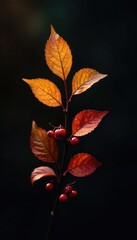 Obraz premium Golden autumn branch with red berries against dark background, nature, decorative, branch
