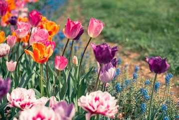 チューリップ畑