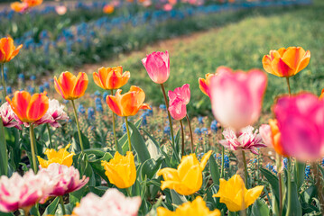 チューリップ畑