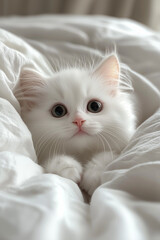 A white, cute kitten with big eyes and soft fur, playing on the white bed sheets. Cute pet wallpaper.

