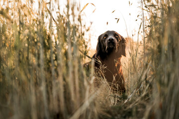 hovawart dog in a grass beautiful field in the summer pretty canine