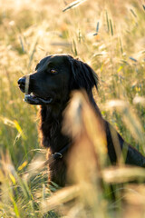 hovawart dog in a grass beautiful field in the summer pretty canine