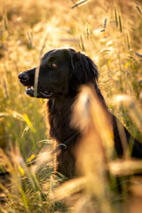 hovawart dog in a grass beautiful field in the summer pretty canine