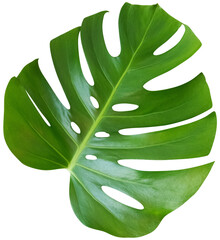 Monstera leaf isolated