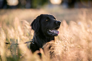 hovawart dog in a grass beautiful field in the summer pretty canine
