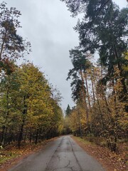road in autumn forest