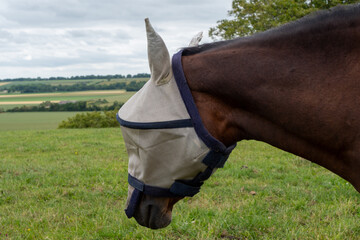 A horse with a blue and white face mask on