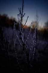 Trockenes mit Frost bedecktes Gras im Wald
