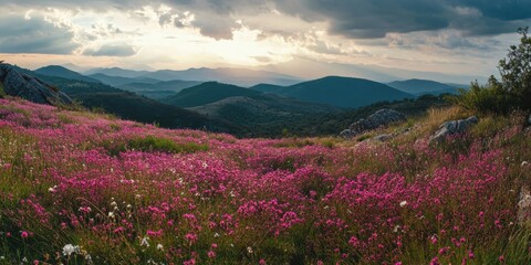Fototapeta premium Wildflower meadow blooms under a dramatic sky in the mountains during sunset
