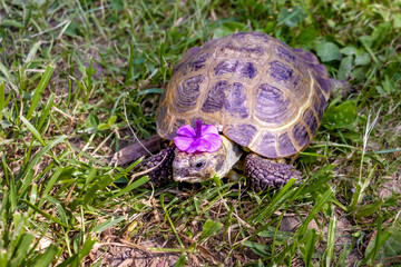 Turtle wearing flower hat sits in grass. World Turtle Day
