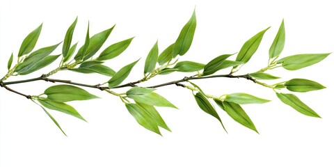 Naklejka premium Green bamboo leaves on an elongated dark branch positioned diagonally against a clean white background showcasing a clipping path for easy use