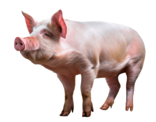 pig isolated on transparent background