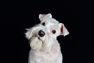 Close up of a cute white miniature schnauzer tilting it's head isolated on a black background