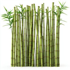 Bamboo forest with tall green stalks and soft lighting, isolated on white background