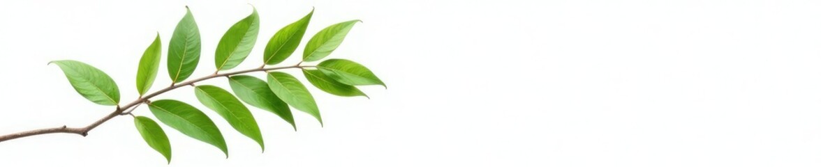 Naklejka premium Delicate branch with isolated mango leaves on white background, mango leaves, white background, botanical