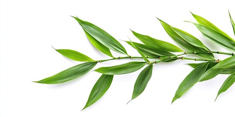 Lush green bamboo leaves arranged diagonally with a cut branch on a clean white background emphasizing vibrant greenery and freshness