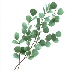Eucalyptus branch with round green leaves and a refreshing aroma, isolated on white background
