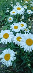 Fototapeta premium Сamomile