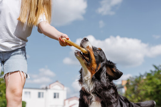 A dog cheerfully chews on a gigantic bone provided by its owner on a clear and sunny day outside