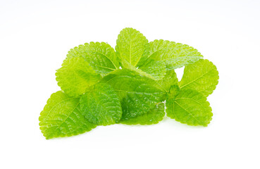 fresh mint leaves isolated on white background