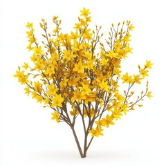 Obraz premium Forsythia bush with bright yellow flowers blooming in early spring, isolated on white background
