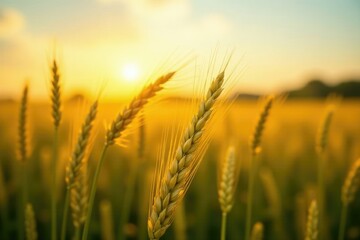 Barley stalks stretching towards the sunlight, grain, bright