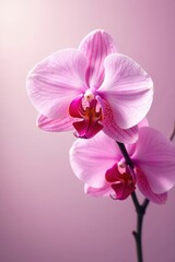 Naklejka premium Delicate petals of orchid in light pink hue against soft, gradient background, painting, art, delicate