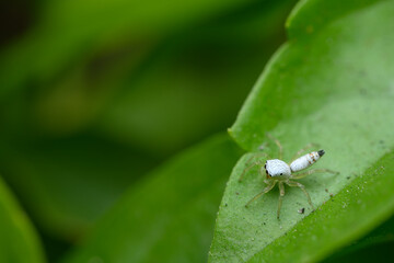 Hentzia is a genus of the spider family Salticidae (jumping spiders)