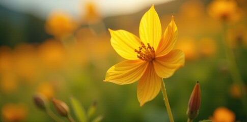 Obraz premium Delicate petals of wild columbine flower, yellow and orange hues, gently swaying in the breeze, orange, landscape