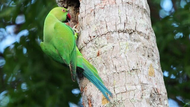 parrot on a tree, green parrot 