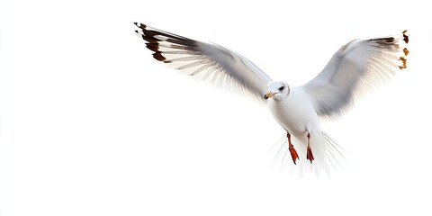 Fototapeta premium Elegant seagull in flight against a pure white background, showcasing its graceful wings and distinct red legs, capturing freedom in motion.