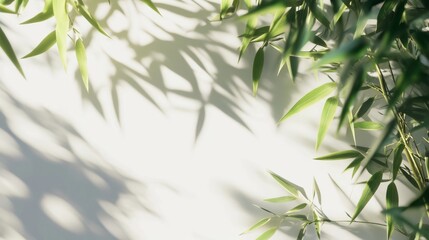 Fototapeta premium Green bamboo and leaves on a white background with depth of field.