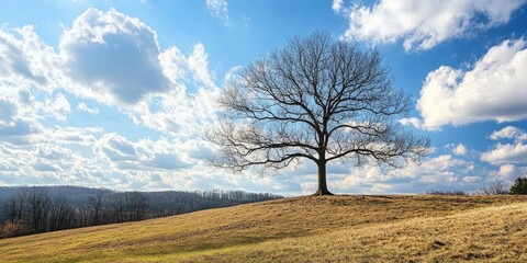 Lone leafless tree on a grassy hill under a blue sky with fluffy clouds in the background, creating a serene atmospheric landscape scene.