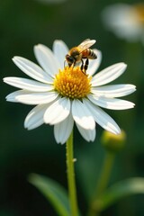 A yellow bee flies above a large white echinacea flower, collecting nectar, flower visit, wildflower