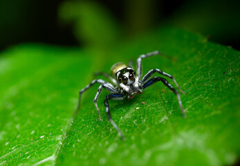 Cosmophasis is a genus of spiders in the family Salticidae (jumping spiders).
