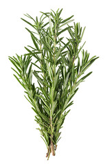 Fresh rosemary cut out on a white background. Isolated