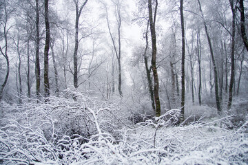 winter forest in the snow