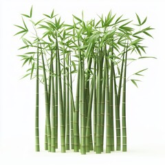 Bamboo forest with tall green stalks and soft lighting, isolated on white background
