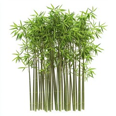 Fototapeta premium Bamboo grove with tall, green stalks gently swaying in the wind, isolated on white background