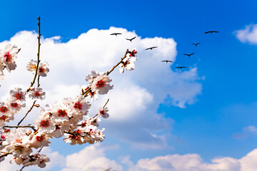 Obraz premium Lovely branches