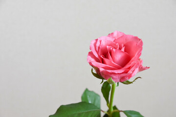 ピンクのばら