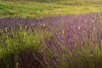 Fototapeta premium Lavender flowers in the field in the sunset