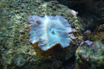 Elegant White Coral with Flowing Tentacles